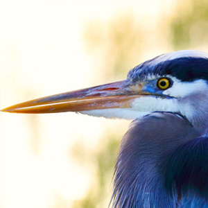 photo of heron