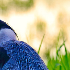 photo of heron