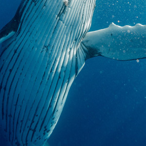 photo of whale