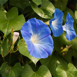 photo of flowers