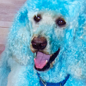 Photo of a dog