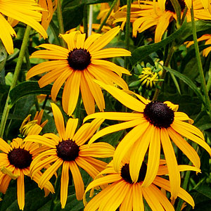 Black Eyed Susan flowers