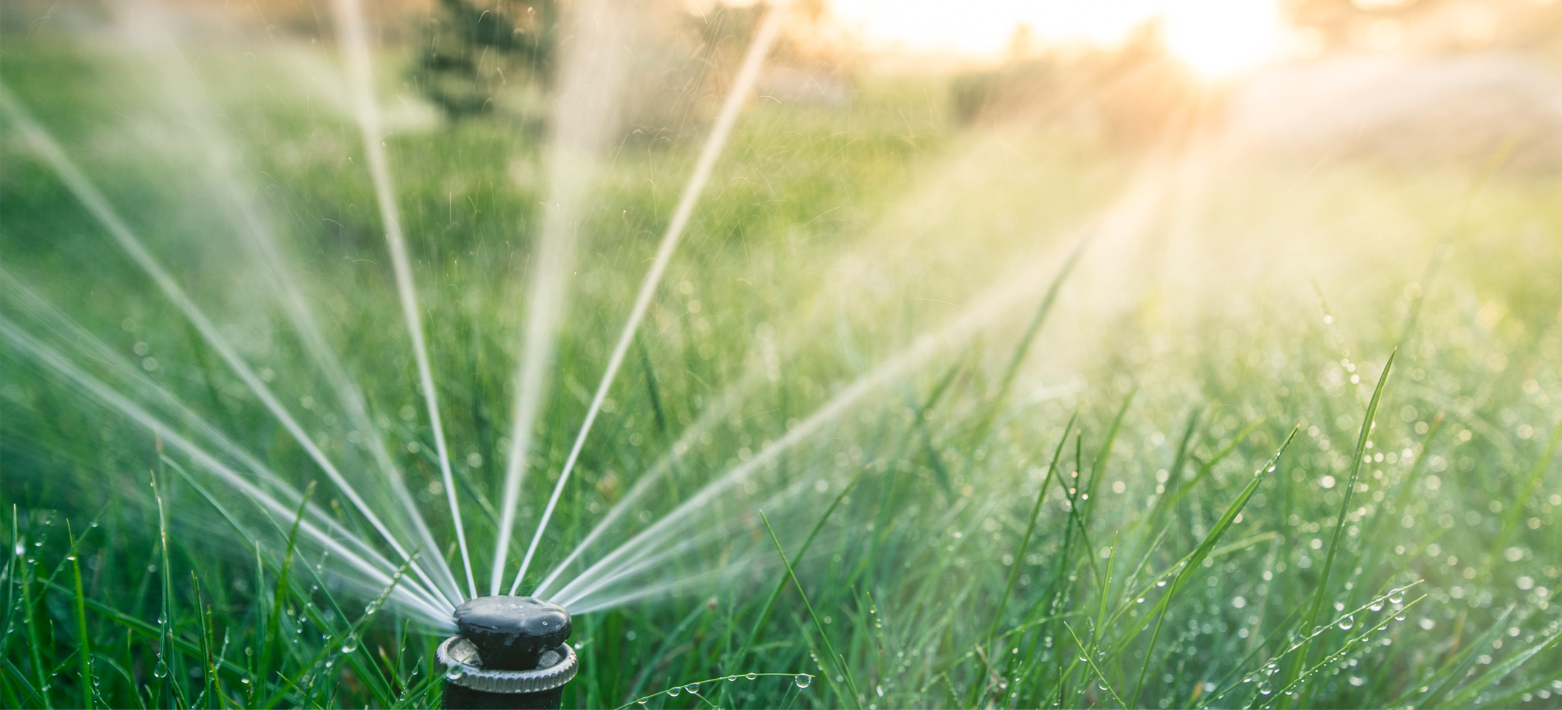 photo of a water sprinkler