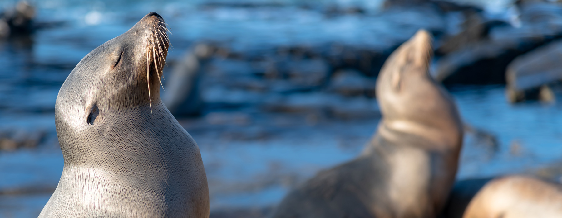 Photo of seals on the beach